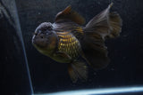 Thai Oranda  Black 5.5 Inch (ID#1217To6b-84)