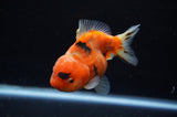 Yuan Bao Oranda  Calico 4 Inch (ID#304Yb10b-56) Free2Day SHIPPING