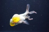 Bubble Eye  Calico 4 Inch (ID#404Be12c-76) Free2Day SHIPPING