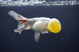 Bubble Eye  Calico 4 Inch (ID#404Be12c-76) Free2Day SHIPPING