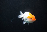 Juvenile Lionchu  Red White 3.5 Inch (ID#1112R11b-15) Free2Day SHIPPING