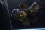 Thai Oranda  Black 5.5 Inch (ID#1217To6b-84)