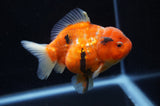 Yuan Bao Oranda  Calico 4 Inch (ID#304Yb10b-56) Free2Day SHIPPING