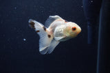 Baby Thai Oranda  Tricolor 3.5 Inch (ID#1203ToPTA-27) Free2Day SHIPPING