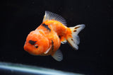 Yuan Bao Oranda  Calico 4 Inch (ID#304Yb10b-56) Free2Day SHIPPING