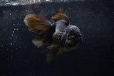 Thai Oranda  Black 5.5 Inch (ID#1217To6b-84)