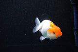 Juvenile Lionchu  Red White 3.5 Inch (ID#1112R11b-15) Free2Day SHIPPING