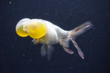 Bubble Eye  Calico 4 Inch (ID#404Be12c-76) Free2Day SHIPPING