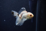 Baby Thai Oranda  Tricolor 3.5 Inch (ID#1203ToPTA-27) Free2Day SHIPPING