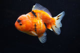 Yuan Bao Oranda  Calico 4 Inch (ID#304Yb10b-56) Free2Day SHIPPING