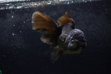 Thai Oranda  Black 5.5 Inch (ID#1217To6b-84)