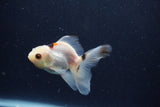 Baby Thai Oranda  Tricolor 3.5 Inch (ID#1203ToPTA-27) Free2Day SHIPPING