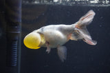 Bubble Eye  Calico 4 Inch (ID#404Be12c-76) Free2Day SHIPPING