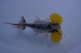 Bubble Eye  Calico 4 Inch (ID#404Be12c-76) Free2Day SHIPPING