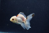 Baby Thai Oranda  Tricolor 3.5 Inch (ID#1203ToPTA-27) Free2Day SHIPPING