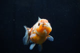 Yuan Bao Oranda  Blue 4 Inch (ID#304Yb10b-57) Free2Day SHIPPING