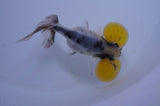 Bubble Eye  Calico 4 Inch (ID#404Be12c-76) Free2Day SHIPPING
