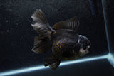 Thai Oranda  Panda 5.5 Inch (ID#1217To6b-85)