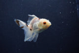 Baby Thai Oranda  Tricolor 3.5 Inch (ID#1203ToPTA-27) Free2Day SHIPPING