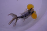 Bubble Eye  Calico 4 Inch (ID#404Be12c-76) Free2Day SHIPPING