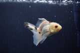 Baby Thai Oranda  Tricolor 3.5 Inch (ID#1203ToPTA-27) Free2Day SHIPPING