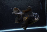 Thai Oranda  Panda 5.5 Inch (ID#1217To6b-85)