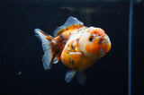Yuan Bao Oranda  Blue 4 Inch (ID#304Yb10b-57) Free2Day SHIPPING