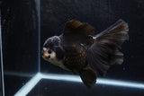 Thai Oranda  Panda 5.5 Inch (ID#1217To6b-85)