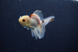 Baby Thai Oranda  Tricolor 3.5 Inch (ID#1203ToPTA-27) Free2Day SHIPPING