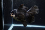 Thai Oranda  Panda 5.5 Inch (ID#1217To6b-85)