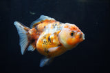 Yuan Bao Oranda  Blue 4 Inch (ID#304Yb10b-57) Free2Day SHIPPING