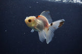 Baby Thai Oranda  Tricolor 3.5 Inch (ID#1203ToPTA-27) Free2Day SHIPPING