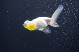 Bubble Eye  White 4 Inch (ID#404Be12c-77) Free2Day SHIPPING