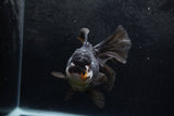 Thai Oranda  Panda 5.5 Inch (ID#1217To6b-85)