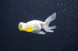 Bubble Eye  White 4 Inch (ID#404Be12c-77) Free2Day SHIPPING
