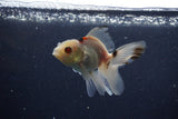 Baby Thai Oranda  Tricolor 3.5 Inch (ID#1203ToPTA-27) Free2Day SHIPPING