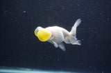 Bubble Eye  White 4 Inch (ID#404Be12c-77) Free2Day SHIPPING
