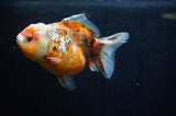 Yuan Bao Oranda  Blue 4 Inch (ID#304Yb10b-57) Free2Day SHIPPING