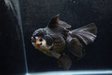 Thai Oranda  Panda 5.5 Inch (ID#1217To6b-85)