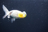 Bubble Eye  White 4 Inch (ID#404Be12c-77) Free2Day SHIPPING