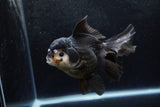 Thai Oranda  Panda 5.5 Inch (ID#1217To6b-85)