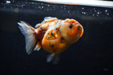 Yuan Bao Oranda  Blue 4 Inch (ID#304Yb10b-57) Free2Day SHIPPING