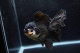 Thai Oranda  Panda 5.5 Inch (ID#1217To6b-85)