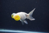 Bubble Eye  White 4 Inch (ID#404Be12c-77) Free2Day SHIPPING