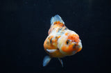 Yuan Bao Oranda  Blue 4 Inch (ID#304Yb10b-57) Free2Day SHIPPING