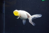 Bubble Eye  White 4 Inch (ID#404Be12c-77) Free2Day SHIPPING