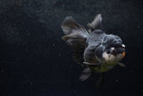 Thai Oranda  Panda 5.5 Inch (ID#1217To6b-85)