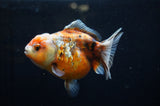 Yuan Bao Oranda  Blue 4 Inch (ID#304Yb10b-57) Free2Day SHIPPING