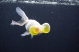 Bubble Eye  White 4 Inch (ID#404Be12c-77) Free2Day SHIPPING