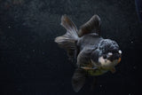 Thai Oranda  Panda 5.5 Inch (ID#1217To6b-85)